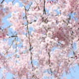 下向きに咲く桜