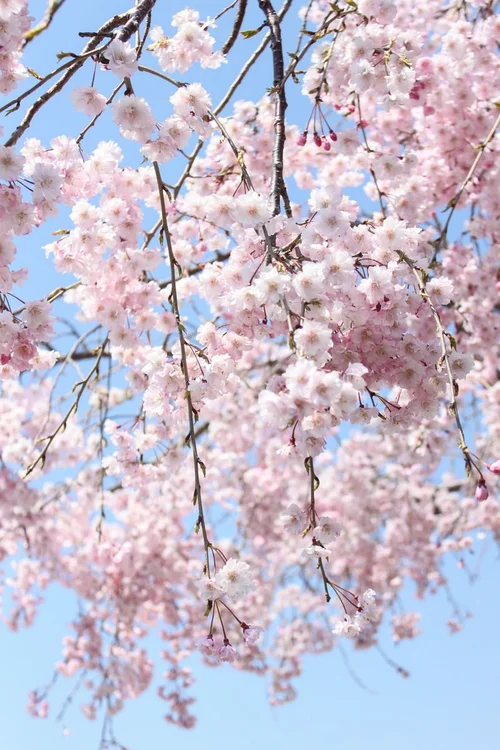 下向きに咲く桜