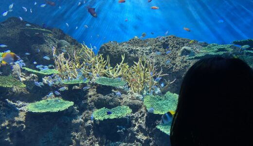 障害者手帳を使おう！『アクアワールド茨城県大洗水族館』を子どもと満喫するには？