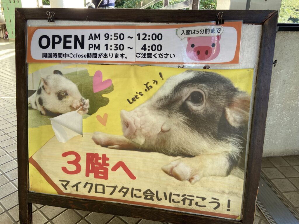 マイクロブタのふれあいできることを告げる看板